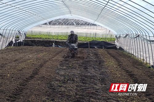 桂東春耕忙，陽光明媚蔬菜香